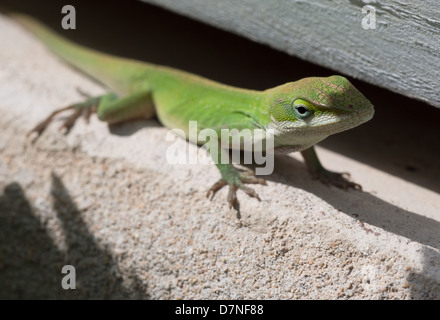 Grüne Anole-Eidechse, die sich unter einem Holzbrett im Garten versteckt Stockfoto