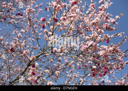 Mexikanische Pflaume-Baum blüht im Frühjahr Stockfoto