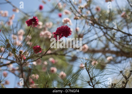 Mexikanische Pflaume-Baum blüht im Frühjahr Stockfoto