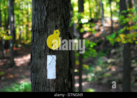 Wegweiser auf Baum im Wald. Stockfoto