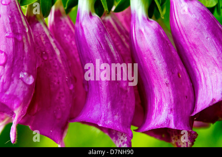 Lila Fingerhut (Digitalis) Blumen - Nahaufnahme Stockfoto