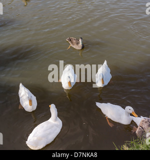 ruhigen Enten im Teich. Stockfoto