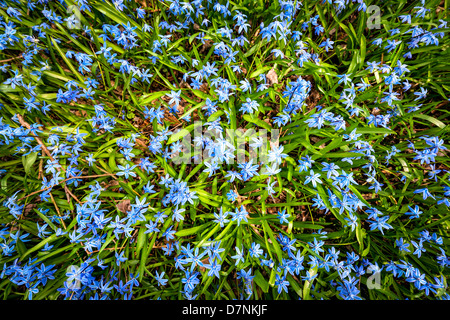 Zeitigen Frühjahr Blau Blumen Glory-of-the-snow blühen im sonnigen Frühling Wiese, Ansicht von oben Stockfoto