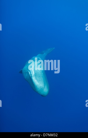 Pottwal (Physeter Macrocephalus) Stockfoto