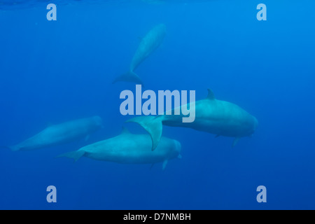 Nördlichen Bottlenose Wale (Hyperoodon Ampullatus) Stockfoto