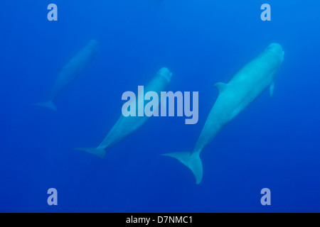 Nördlichen Bottlenose Wale (Hyperoodon Ampullatus) Stockfoto