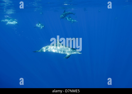 Atlantic Spotted Delfine (Stenella Frontalis) Stockfoto