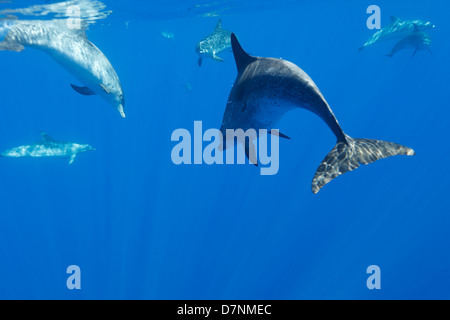 Atlantic Spotted Delfine (Stenella Frontalis) Stockfoto