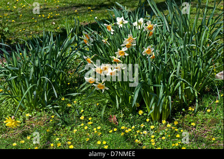 Große schalenförmige Narcissus mit zwei getönten orange Corona und blass gelben Blüten mit kleinen Celandines von Wald im Frühling Stockfoto