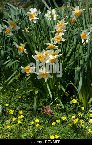 Große schalenförmige Narcissus mit zwei getönten orange Corona und blass gelben Blütenblätter von Wald im Frühling mit celandines Stockfoto