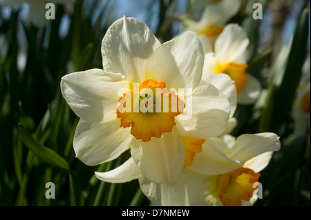 Große schalenförmige Narcissus mit zwei getönten orange Corona und blass gelben Blütenblätter von Wald im Frühling Stockfoto