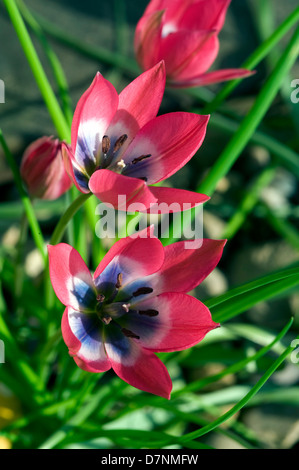 Tulipa Pulchella "Persische Perle" eine Yunga Tulpe in Blüte Stockfoto