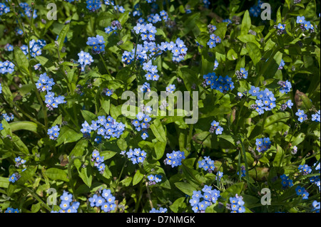 Holz, vergiss mich nicht, Myosotis Sylvatica, blau blühenden Frühling Pflanzen Stockfoto