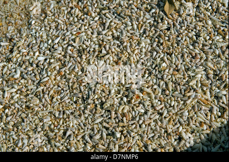 Strand mit einer größeren Anzahl von kleinen Muscheln, Abu Dhabi, Vereinigte Arabische Emirate Stockfoto