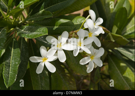 Weiße Plumeria, Plumeria Alba, Blumen und staubigen Blätter, Abu Dhabi Stockfoto