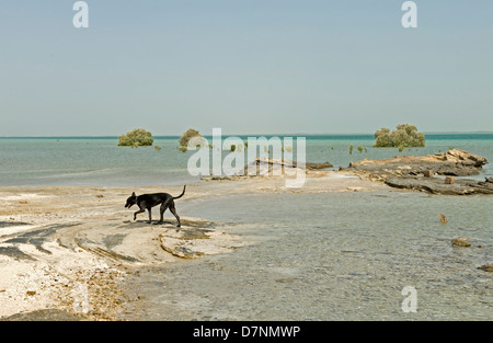 Eine typische "Wüste Dog", ein Saluki Kreuz auf einem arabischen Golf Strand in Abu Dhabi Stockfoto