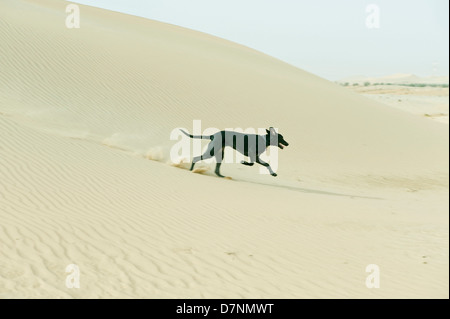 Eine typische "Wüste Hund", ein schwarzer Saluki cross läuft auf Sanddünen in der Wüste, Abu Dhabi Stockfoto