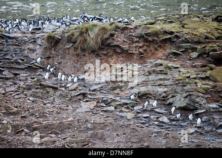 Felsenpinguine; Südliche rockhopper Penguin; eudyptes chrysocome; penacho Amarillo Stockfoto