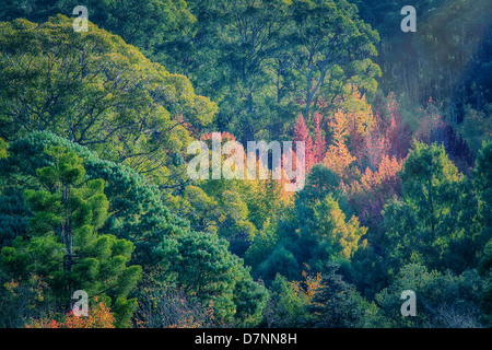 Herbstlaub am hohen Mt als europäische Bäume beginnen Farbwechsel inmitten der immergrünen Vegetation. Stockfoto