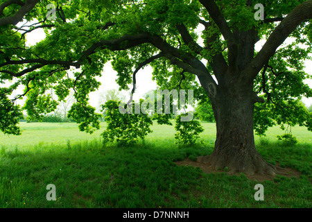 Eiche im Sommer Stockfoto