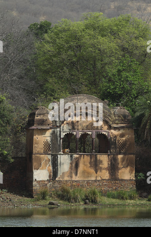 Royal Bengal Tiger Hintergrund antiken Palast und Denkmal im Ranthambhore National Park in Rajasthan Stockfoto