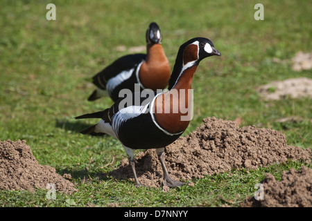 Red-breasted Gänse Branta Ruficollis. Paar; Gander oder männlich, vorne. Geschlechter gleichermaßen oder ähnliches. Stockfoto