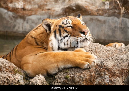 Royal Bengal Tiger (Panthera Tigris Tigris). Einschlafen mit Vordergrund-Limb ruht auf einem Felsen, hinten eingetaucht in einem versteckten Pool. Katmandu Stockfoto