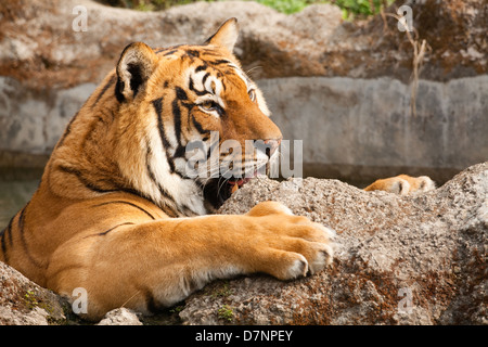 Royal Bengal Tiger (Panthera Tigris Tigris). Mit Vordergrund-Limb ruht auf einem Felsen, hinten eingetaucht in einem versteckten Pool geweckt. Katmandu Stockfoto