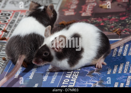 Inländische Pet schwarz / weiß oder Pied Mäuse (Mus Musculus). Stockfoto