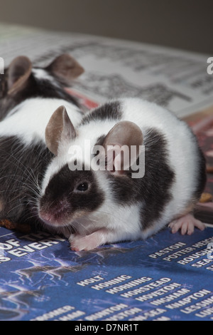 Inländische Pet schwarz / weiß oder Pied Mäuse (Mus Musculus). Stockfoto