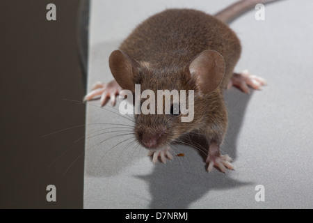 Hausmaus Mus musculus Stockfoto