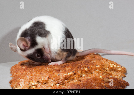 Haustier Fancy Maus (Mus Musculus). Schecke, schwarz-weiß, selbst pflegen. Sitzen auf einer Brotkruste. Stockfoto