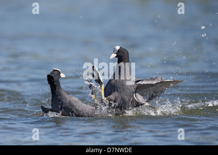 Blässhuhn, Fulica Atra, Vögel kämpfen auf dem Wasser, Hertfordshire, Mai 2013 Stockfoto