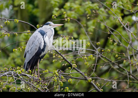 Graue Reiher, Ardea Cinerea, einziger Vogel im Baum, London, Mai 2013 Stockfoto