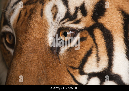 Royal Bengal Tiger (Panthera Tigris Tigris). Close-up Kopf Details. Linkes Auge und den umliegenden Gesicht Markierungen. Stockfoto