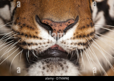 Royal Bengal Tiger (Panthera Tigris Tigris). Nahaufnahme von Nase, Mund, Tasthaare. Stockfoto