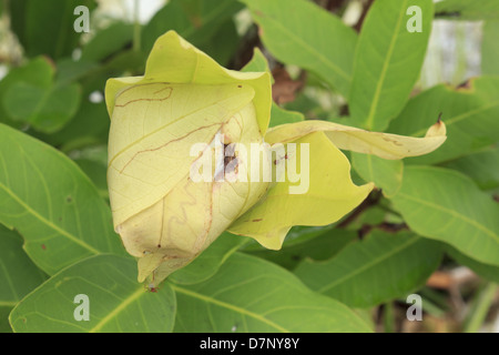 Rote Ameisen nisten an Rose Apfelbaum Stockfoto