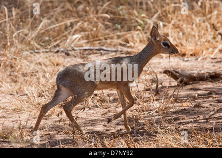 Ein seltener Blick auf eine Scheu und zurückgezogen Dik-Antilope in der Serengeti, Tansania Stockfoto