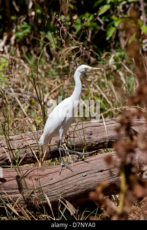 Ein White Crane Pausen in einen umgestürzten Baum auf der Suche nach Nahrung in Tarangire Reserve in Tansania Stockfoto