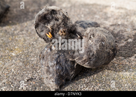 Pellets regurgitated durch eine Schleiereule (Tyto Alba). Pellets in halben Schädel eine Spitzmaus Sorex sp offenbaren gebrochen.  und Nager Schneidezähne. Stockfoto