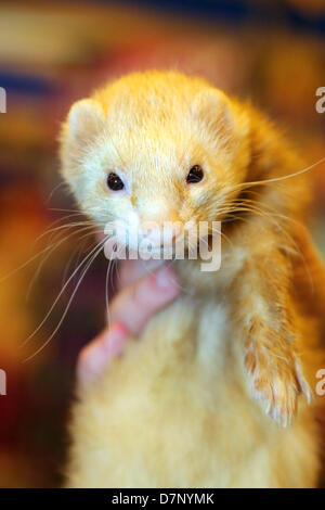 London, UK. 11. Mai 2013. Frettchen Sie in London Tiershow 2013, Earls Court, London, England. Bildnachweis: Paul Brown/Alamy Live-Nachrichten Stockfoto