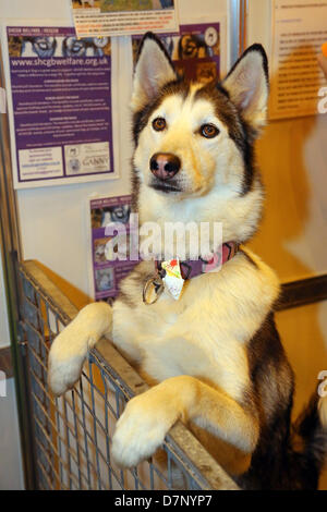 London, UK. 11. Mai 2013. Siberian Husky Hund bei der London Pet Show 2013, Earls Court, London, England-Credit: Paul Brown/Alamy Live News Stockfoto