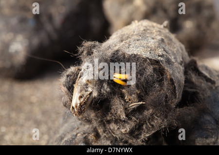 Pellet regurgitated durch eine Schleiereule (Tyto Alba). Pellets in halben Schädel eine Spitzmaus Sorex sp offenbaren gebrochen.  und Nager Schneidezähne. Stockfoto