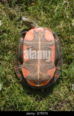 North American Western gemalt Schildkröten (Chrysemys Picta Belli). Plastron, oder unter Schale zeigt typische Farbe und Markierungen. Stockfoto