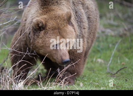 Braunbär (Ursus arctos) Stockfoto