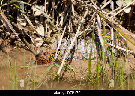 eine östliche Kasten-Schildkröte, die Abkühlung in einer schlammigen Pfütze Stockfoto
