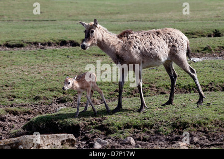 Pere David's Hirsch, Elaphurus Davidianus, einzelne Weibchen mit jungen, Gefangenschaft, April 2103 Stockfoto