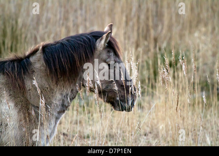 Das Konik oder Polnisch primitive Pferd ist ein kleines, semiferal Pferd, mit Ursprung in Polen. Koniks zeigen viele primitive Markierungen. Stockfoto