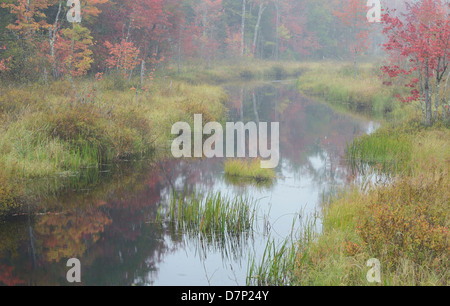 Friedliche Bach schlängelt sich durch die Wälder von Maine in Spitzenzeiten fallen Laub Saison. Stockfoto