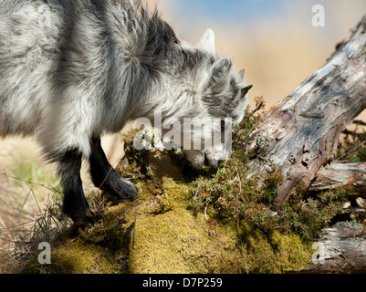 Wilde Ziege Kind auf einem Berg Inverness-Shire.   SCO 9072 Stockfoto